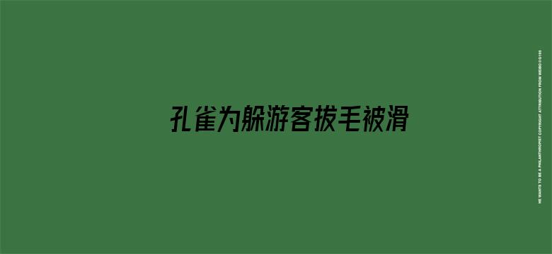 孔雀为躲游客拔毛被滑车碾死